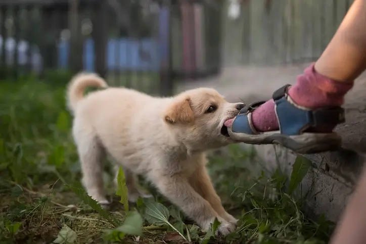 A dog biting a child’s leg represents a dog bite injury